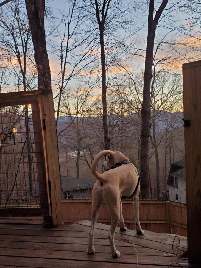 Treehouse Cathedral In Blue Ridge Mountains, Nc Villa Burnsville Buitenkant foto